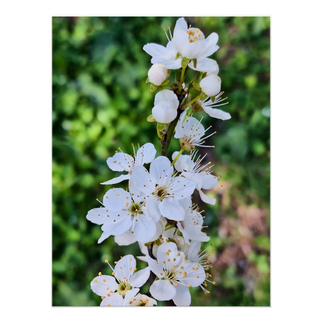 Blooming Tree in Spring Romania – Blossom Photogra Poster (Front)