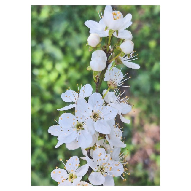 Blooming Tree in Spring Romania – Blossom Photogra Tablecloth (Front)