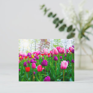 Blooming Tulip Flowers in Spring Postcard