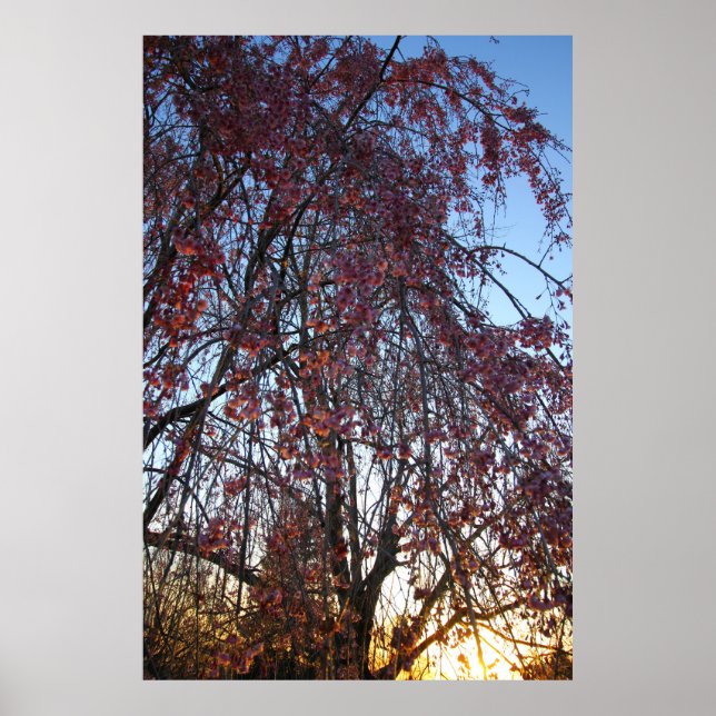 Blooming Weeping Cherry Tree in Spring Poster (Front)