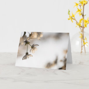 Blooming White Cherry Tree Nature Photo Card