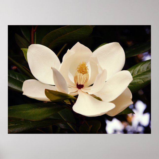 Blooming White Magnolia Poster (Front)