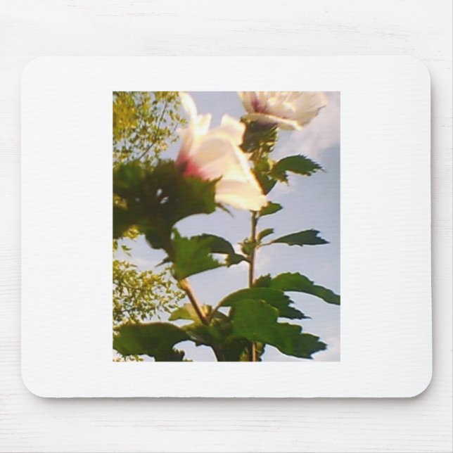 Blooming White Rose in the Blue Sky Mouse Pad (Front)
