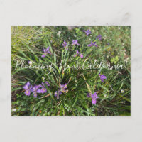 Bloomings from California: April Iris