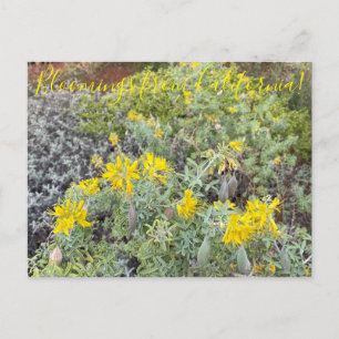 Bloomings from California: Bladderpod Postcard