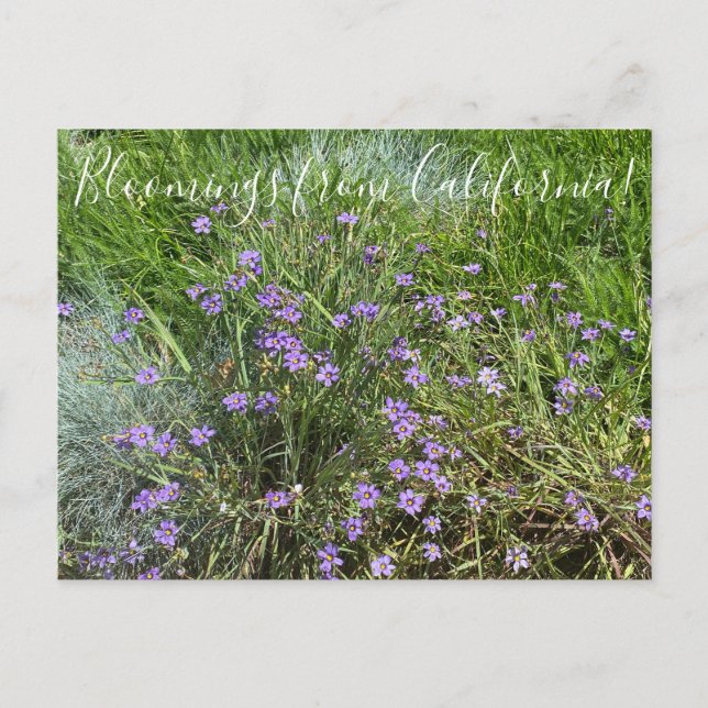Bloomings from California: Blue Eyed Grass Postcard (Front)