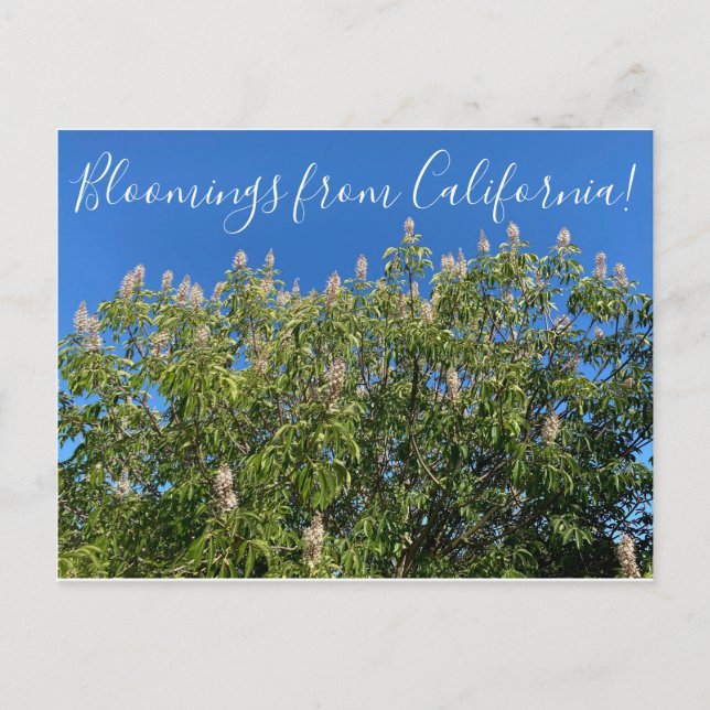 Bloomings from California: California Buckeye Postcard (Front)