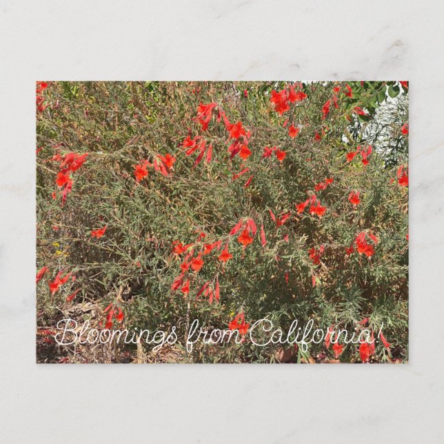 Bloomings from California: California Fuchsia Postcard (Front)