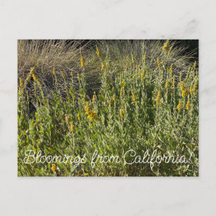 Bloomings from California: California Goldenrod Postcard