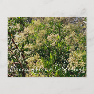 Bloomings from California: California Holly Postcard