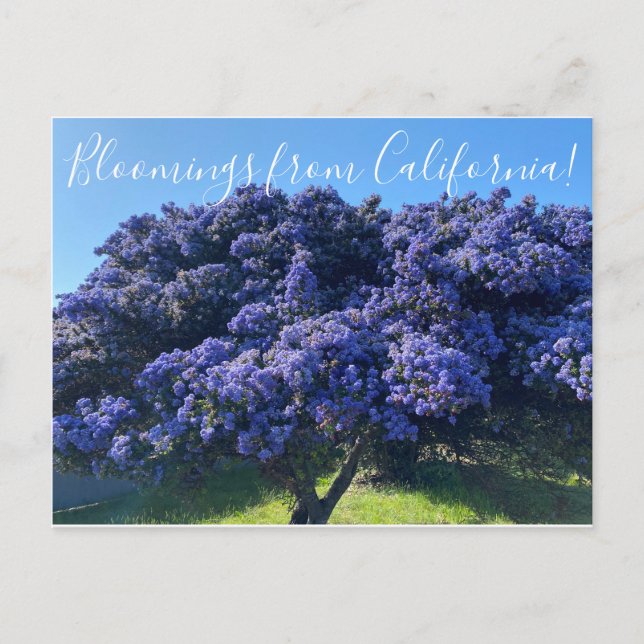 Bloomings from California: California Lilac Postcard (Front)