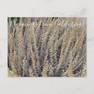 Bloomings from California: California Sagebrush Postcard