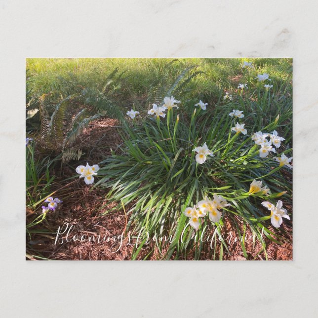 Bloomings from California: Canyon Snow Iris Postcard (Front)