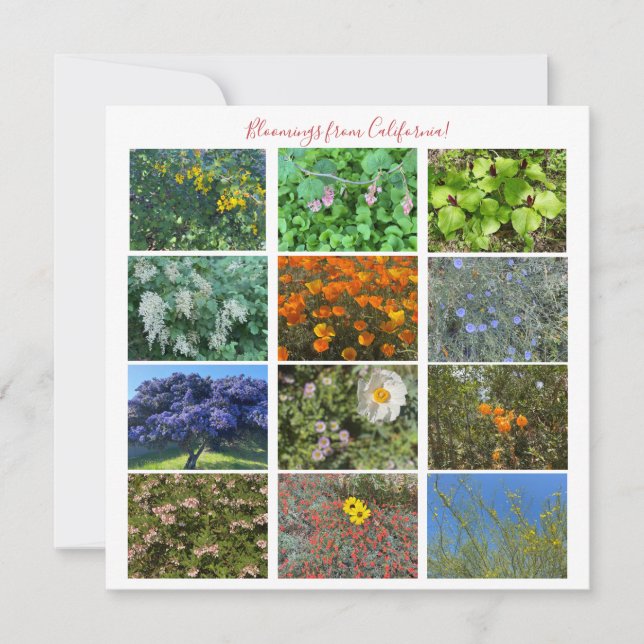 Bloomings from California! Card (Front)