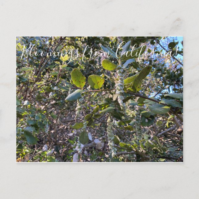 Bloomings from California: Coast Silk Tassel Postc Postcard (Front)