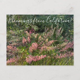 Bloomings from California: Coral Bells Postcard