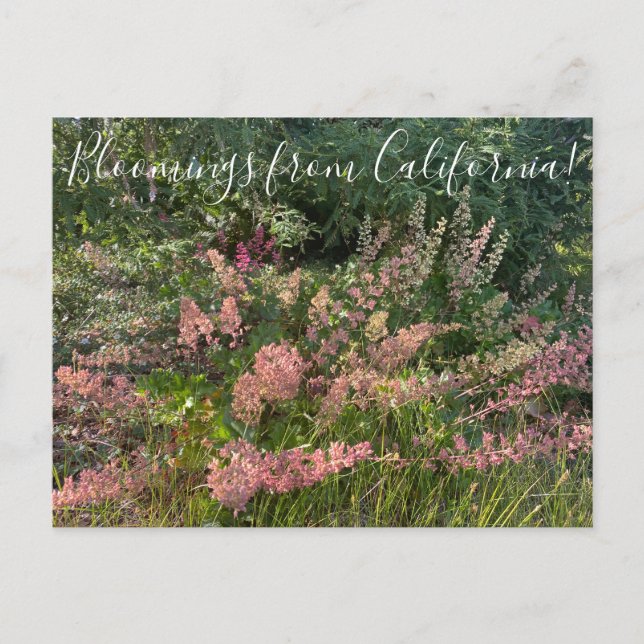 Bloomings from California: Coral Bells Postcard (Front)