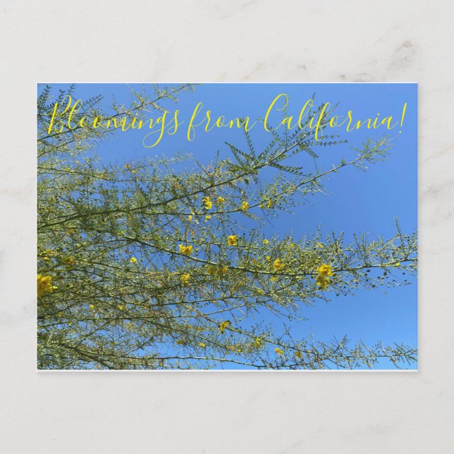 Bloomings from California Desert Museum Palo Verde Postcard (Front)