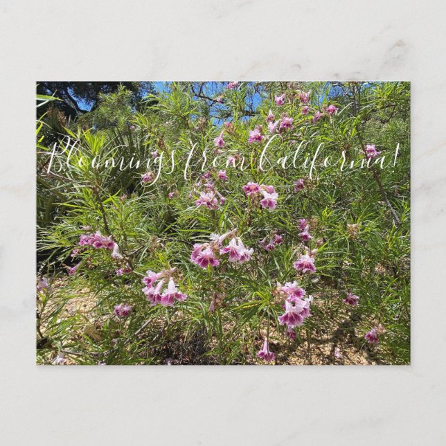 Bloomings from California: Desert Willow Postcard (Front)