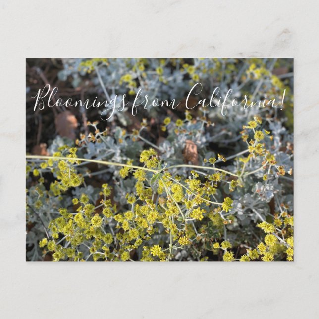 Bloomings from California: Excellent Yellow Postcard (Front)