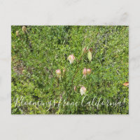 Bloomings from California: Fairy Lanterns