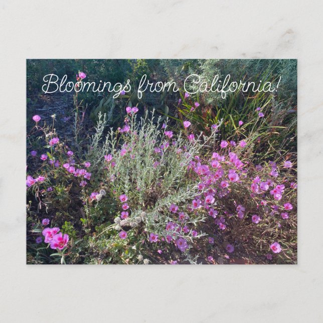 Bloomings from California: Farewell to Spring! Postcard (Front)