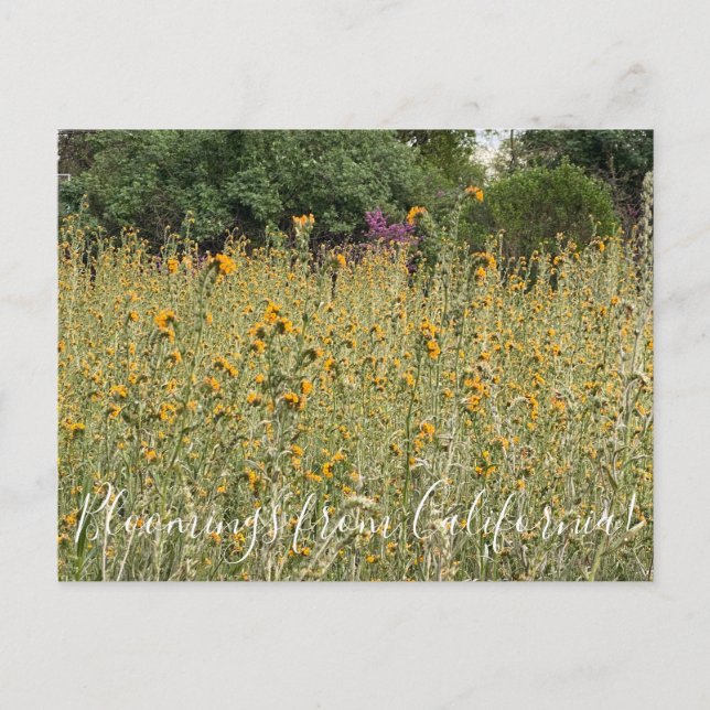 Bloomings from California: Fiddlenecks Postcard (Front)