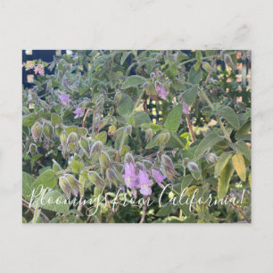 Bloomings from California: Fragrant Pitcher Sage Postcard