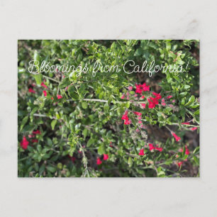 Bloomings from California: Gambelia speciosa Postcard