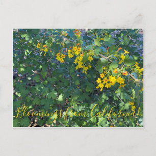 Bloomings from California: Golden Currant Postcard