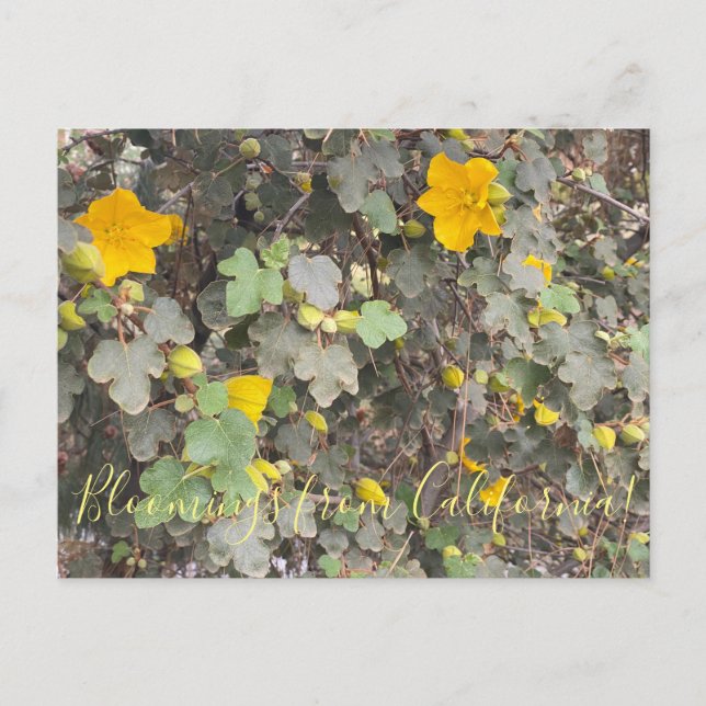Bloomings from California: Hollyleaf Cherry  Postc Postcard (Front)
