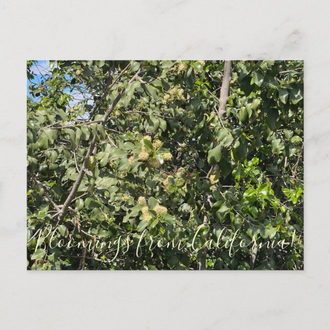 Bloomings from California: Hollyleaf Cherry  Postcard (Front)