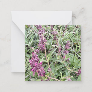 Bloomings from California: Hummingbird Sage Card