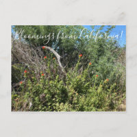 Bloomings from California: Indian Paint Brush