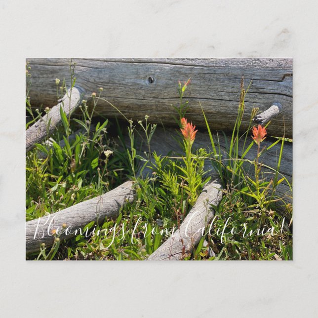 Bloomings from California: Indian Paintbrush Postcard (Front)