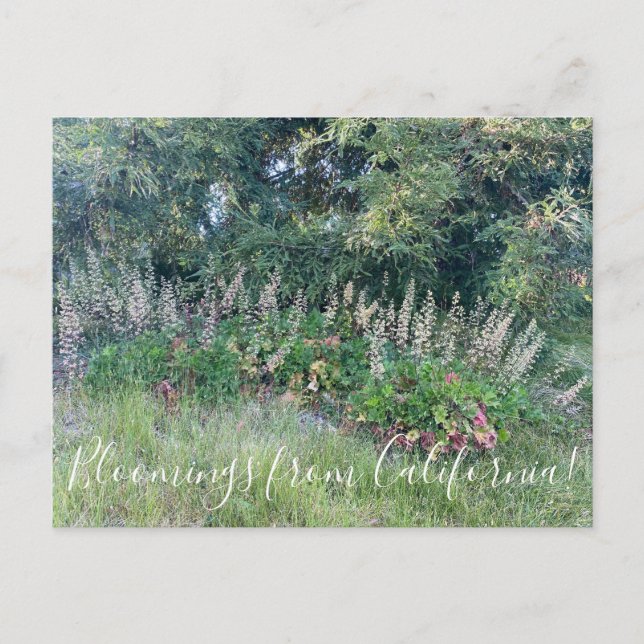 Bloomings from California: Island Alum Root Postcard (Front)