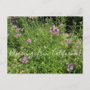 Bloomings from California: Island Pink Postcard