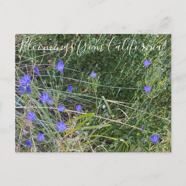 Bloomings from California: Ithuriel's Spear Postcard (Front)