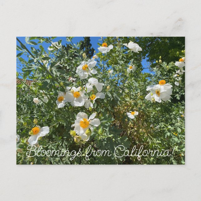 Bloomings from California: Matilija Poppy Postcard (Front)