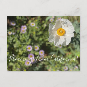 Bloomings from California: Matilija Poppy Postcard