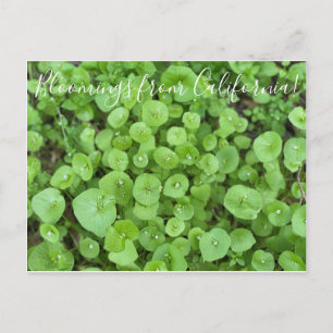 Bloomings from California: Miner's Lettuce Postcard