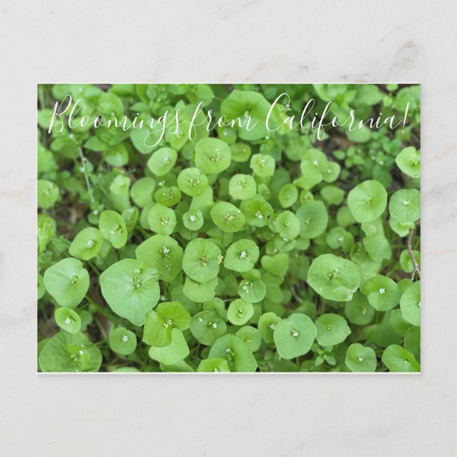 Bloomings from California: Miner's Lettuce Postcard (Front)
