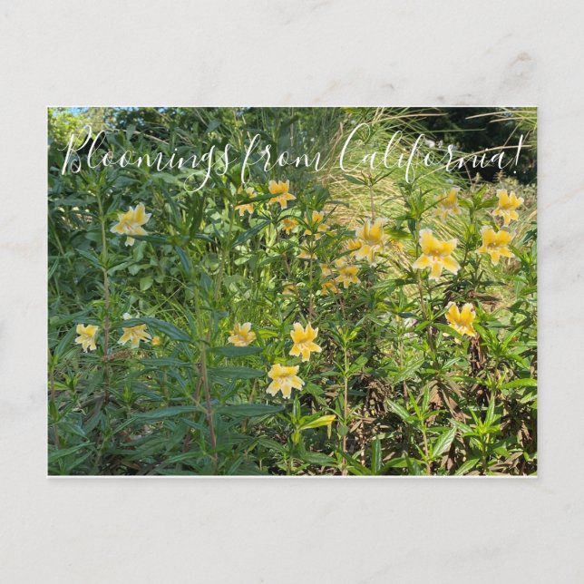 Bloomings from California: Monkey Flower Postcard (Front)