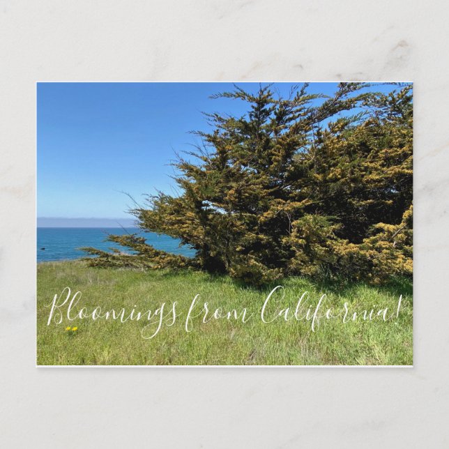 Bloomings from California: Monterey Cypress Postcard (Front)