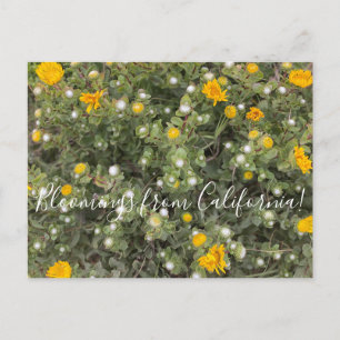Bloomings from California: Pacific Gumweed Postcard