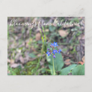 Bloomings from California: Pacific Hound’s Tongue Postcard