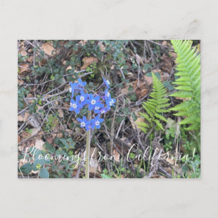 Bloomings from California: Pacific Hound’s Tongue Postcard