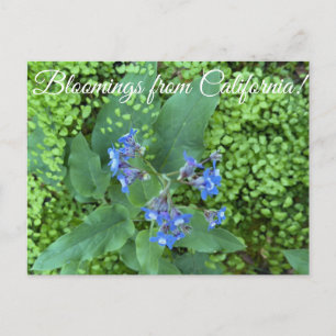 Bloomings from California: Pacific Hound’s Tongue Postcard