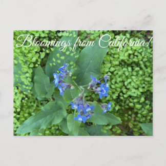 Bloomings from California: Pacific Hound’s Tongue  Postcard
