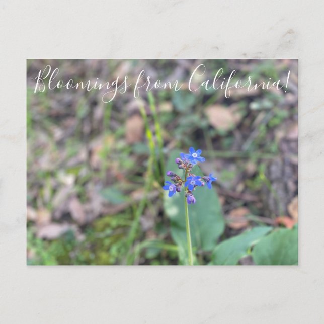 Bloomings from California: Pacific Hound’s Tongue  Postcard (Front)
